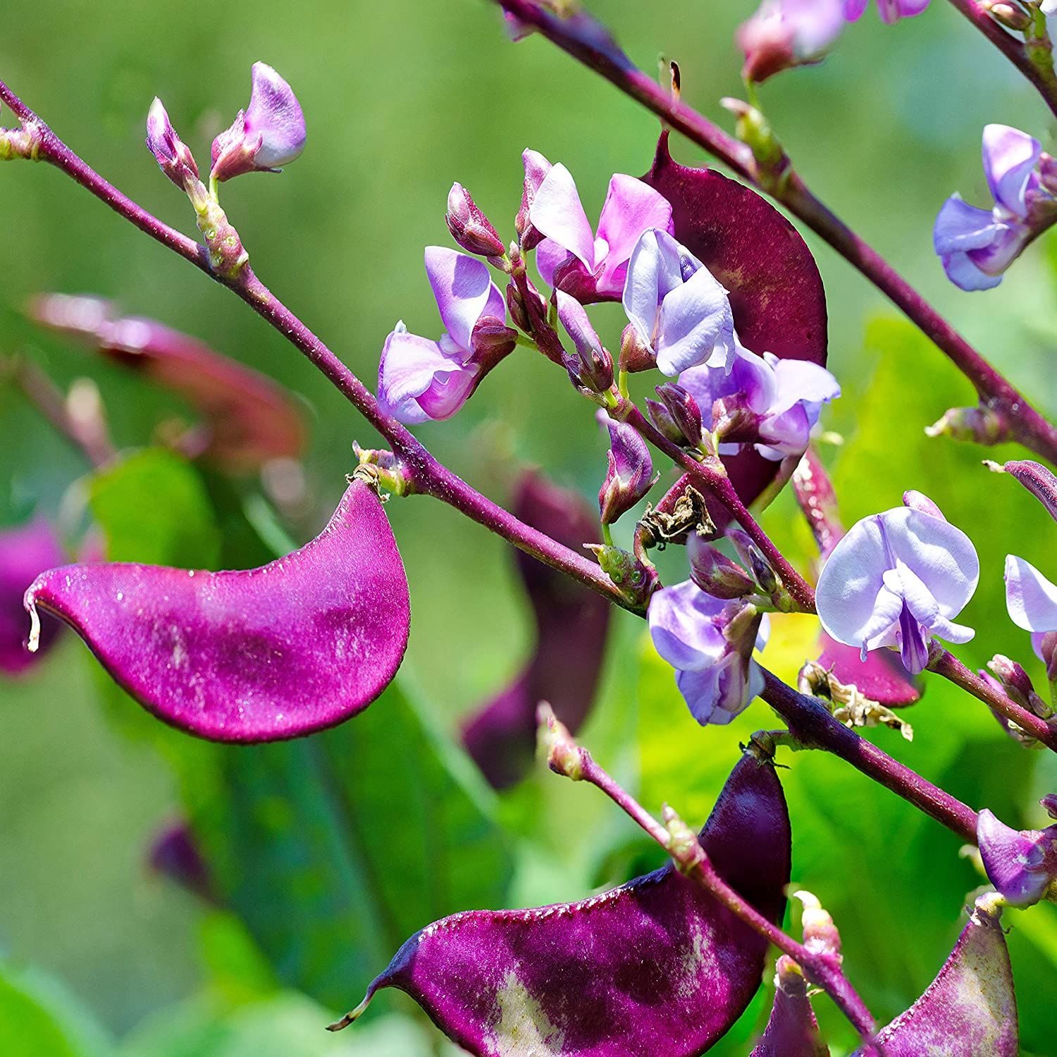 Outsidepride Purple Hyacinth Bean Red Leaved Plant Vine Seed - 10 Seeds