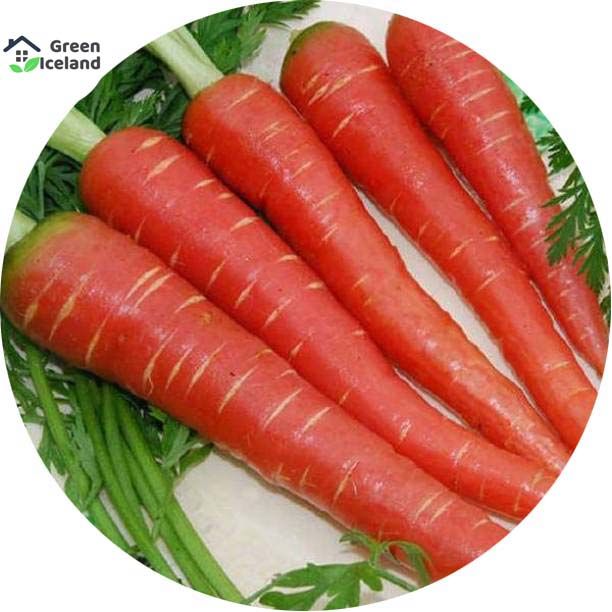 Red Carrot Seeds (??? ???? ???) - 100 Pcs Seeds (Global Seeds)