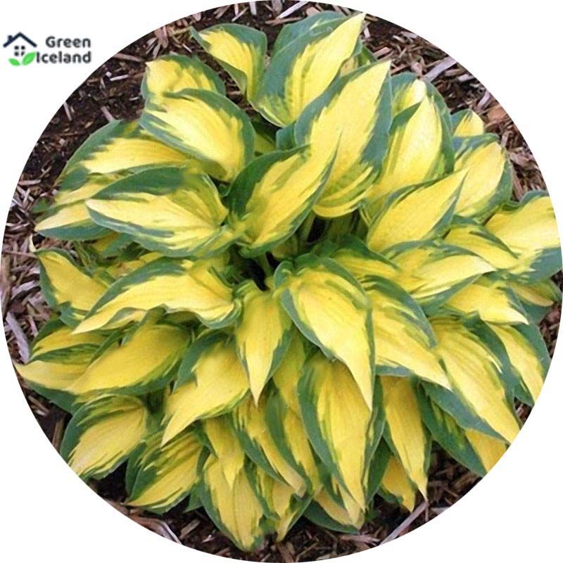 Beautiful Hosta Plants Perennials Lily Flower Seeds - 10 Pcs Seeds