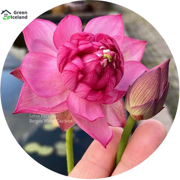 All Season Rainbow Lotus Seeds (পদ্মফুল বীজ) - 5 Pcs Seeds