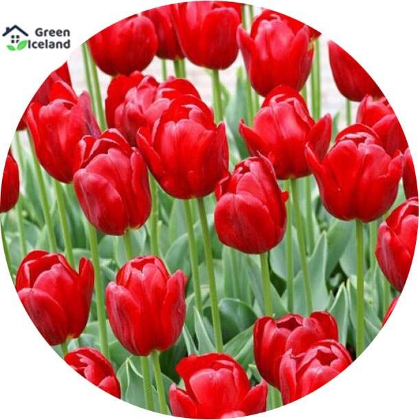 5 Pcs Big Ball Tulip Flower Seeds