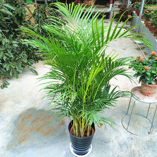 1 Pcs Potted Bamboo Seeds Home Decoration Areca Palm Bonsai Butterfly Palm Plants Bonsai