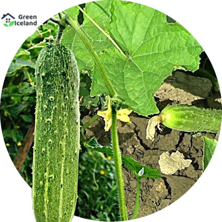 Khirai Seeds Seeds - 20 Pcs Seeds
