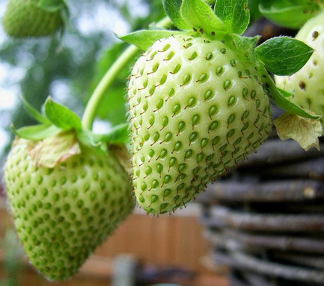 Green Strawberry Seeds Garden Fruit Seeds Heirloom Super Strawberry Garden Seeds - 50pcs seeds