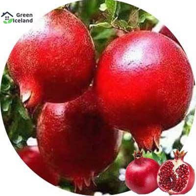 Vedana Fruit Bonsai Seeds (বেদানা বীজ)- 20 Pcs Seeds