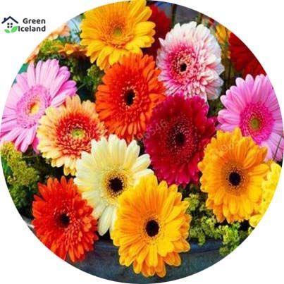 10 Pcs All Season Gerbera Daisy Flower Seeds -10 Pcs Seeds