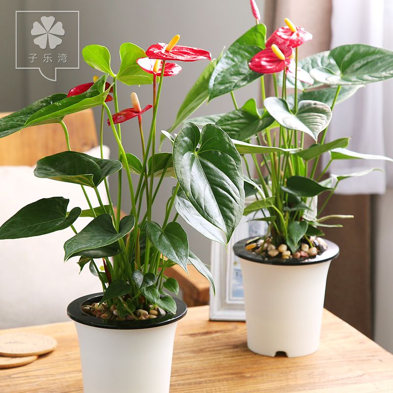 20pcs Seeds Anthurium Bonsai Tree Seeds Indoor Potted Hybroponic- 20Pcs seeds