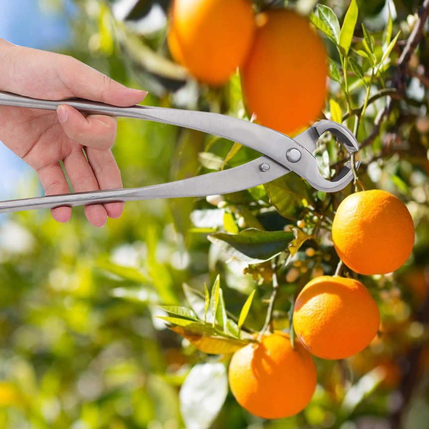 Garden Shear Bonsai Cutter Scissor Sharpening for Pruning Tumors Branches Knots