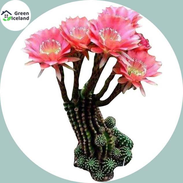 Succulent flores Seed - 10 Pcs Seeds (Global Seeds)