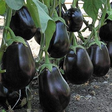 EggPlant Seeds -100 PCS