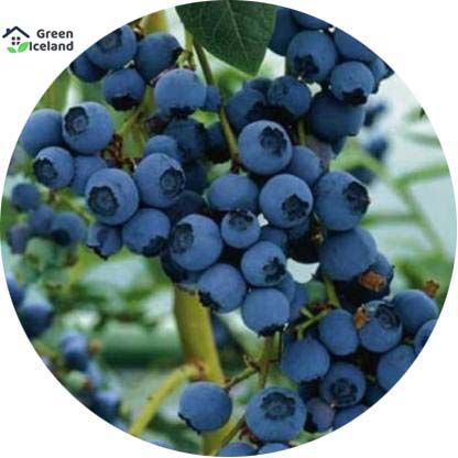 Blueberry Fruit Bonsai Tree Seeds - 10 Pcs Seeds