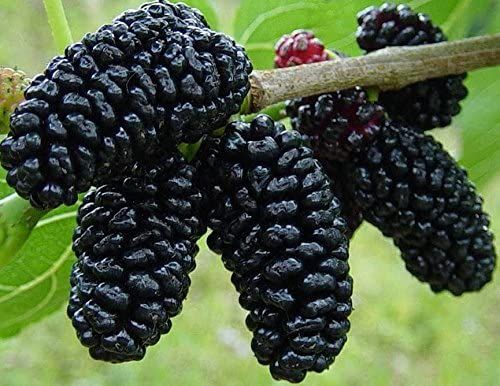 30 PcS Imported Black Mulberry Seeds - 30 Pcs SeedS