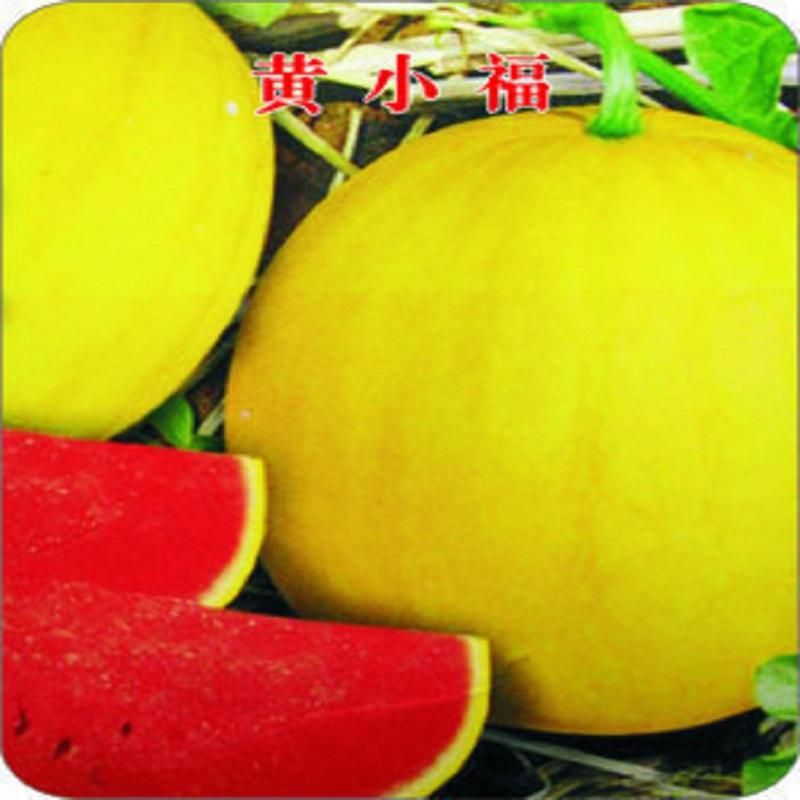 Lazy melon king watermelon bonsai red meat garden balcony potted vegetables-10 pcs seeds