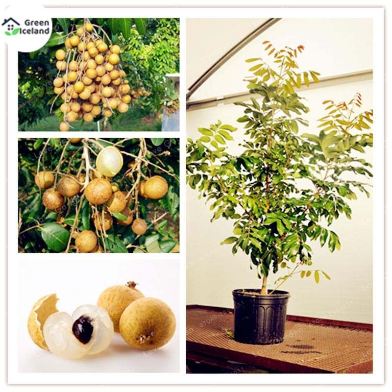 Dimocarpus Longan bonsai Seeds  - 10 Pcs Seeds
