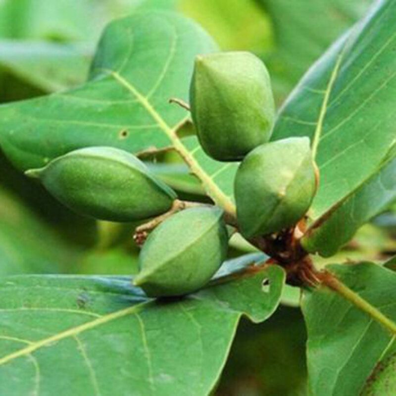 2 Pcs/Pack Apricot Seeds Terminalia Bonsai Catalpa Tree for Home Garden Plant