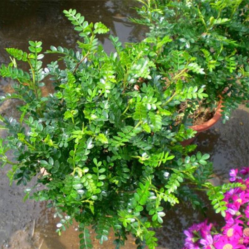 10 Pcs/Pack Pistacia Weinmannifolia Tree Seeds Pistacia Weinmannifolia Tree Plant Pistacia Weinmannifolia