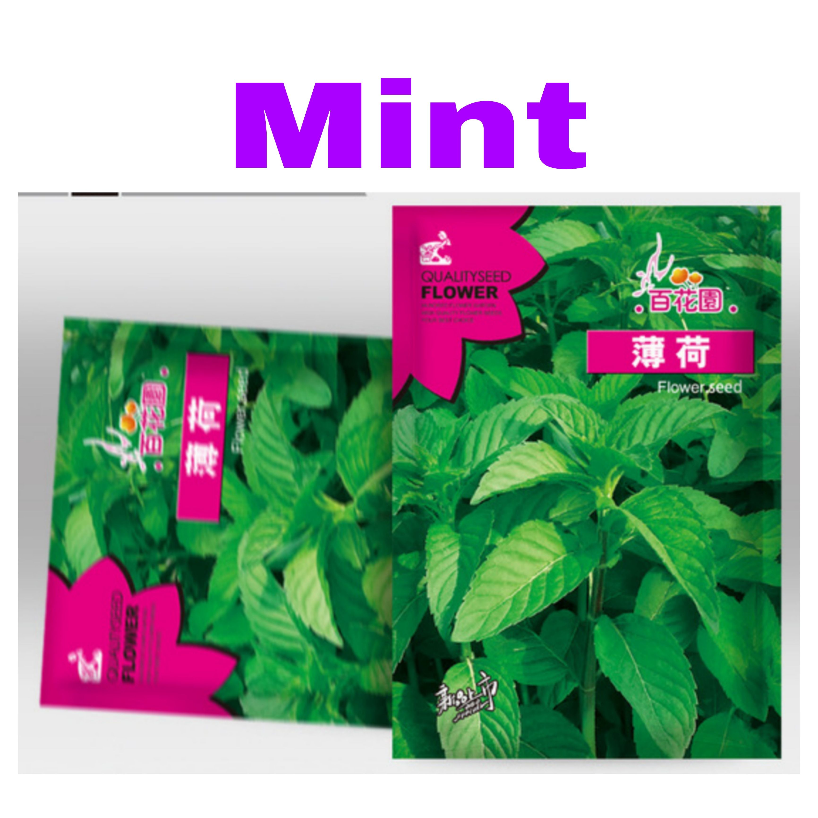 Mint Seeds ( Edible Mint ) - 30 Seeds