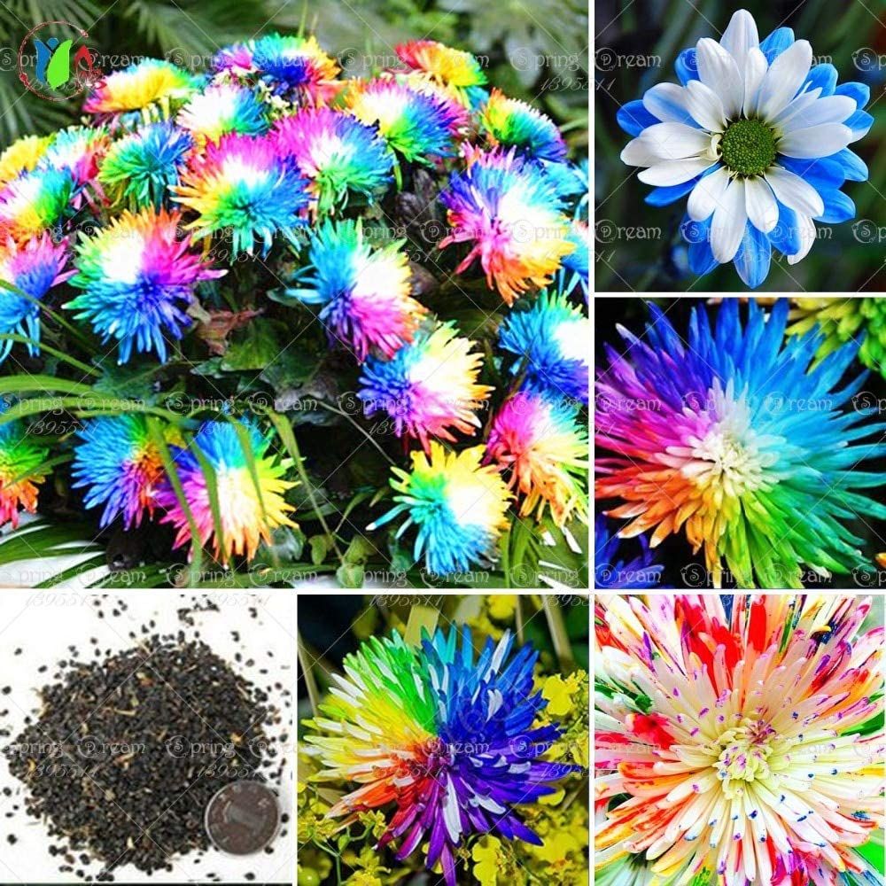 30 Pcs Global Rainbow Chrysanthemum Flower Bonsai Seeds
