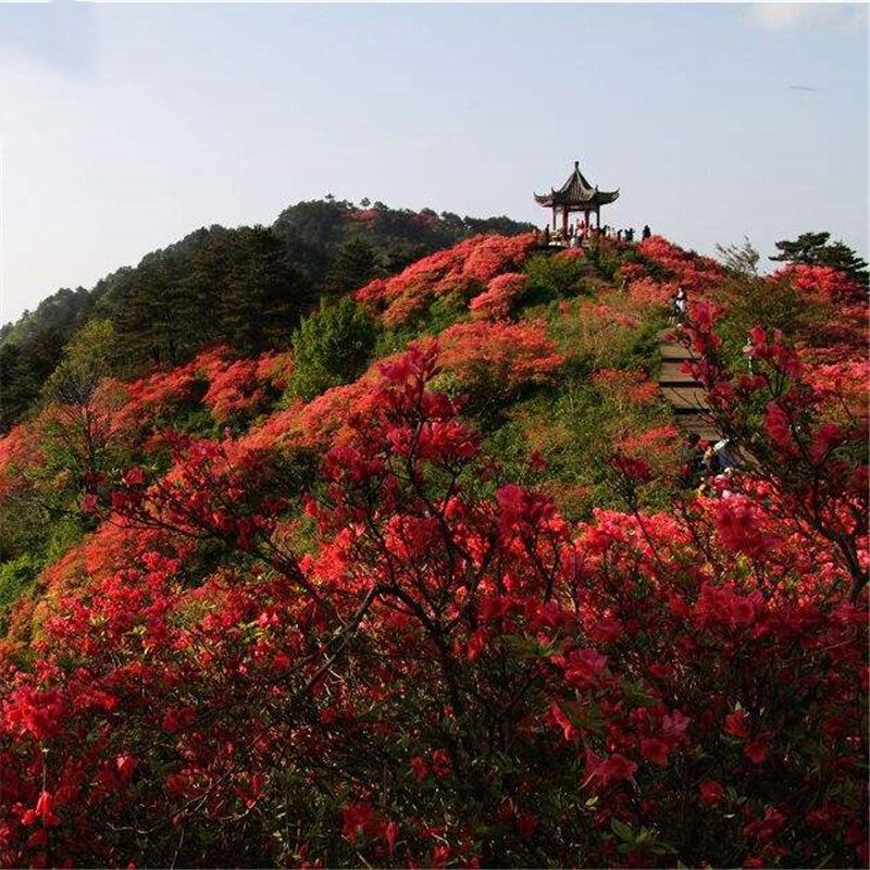 20 PcsAzalea Seeds Azalea Tree Plant Rhododendron Simsii Flower Seeds Home Garden Decoation