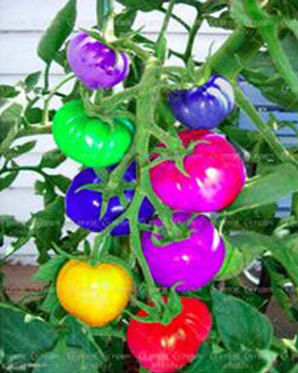 Rare Rainbow Tomato Hybrid (bumper crop seeds)-40pieces