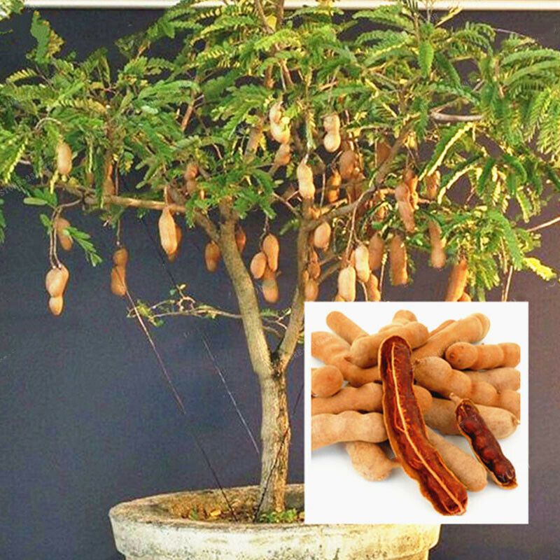 Sweet Tamarind Fruit Bonsai Seeds (মিষ্টি তেতুল বীজ)-10 Pcs Seeds