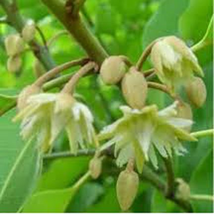 Seedlings of Bud Flowers -20 Pcs seeds