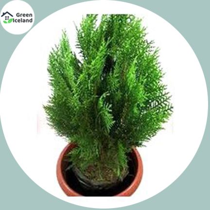 100 Pcs Pabon Jhau Tree Seeds