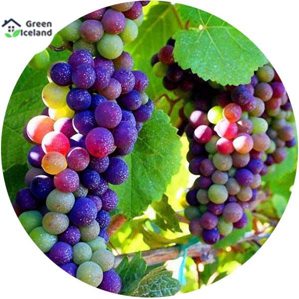 10 Pcs Seeds Global Imported Multi Colour Grape Seeds(আংগুরের বীজ) - 10 Pcs Seeds