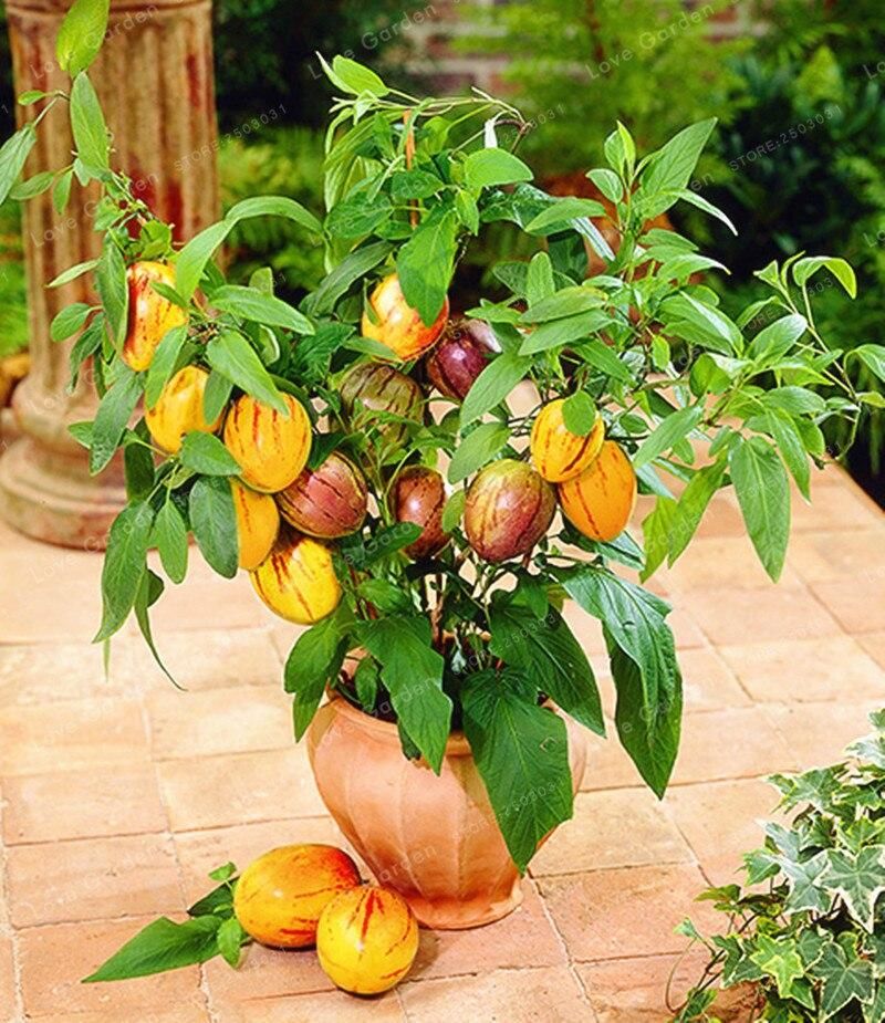 10Pcs Mini Sweet Melon Bonsai Melon Tree Non GMO-Organic Fruit And Vegetable Bonsai For DIY Home Garden & seeds-10Pcs seeds