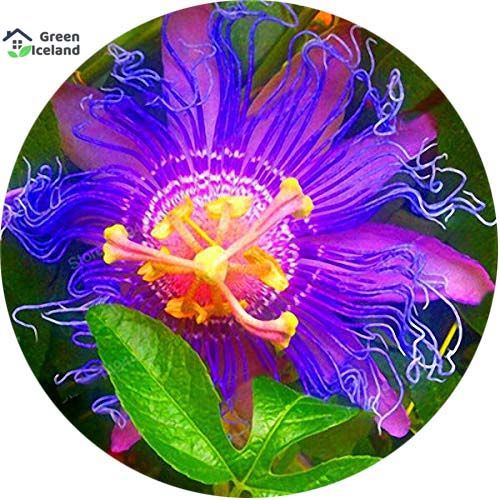 Beautiful Passion Flower Seeds- 10 Pcs Seeds