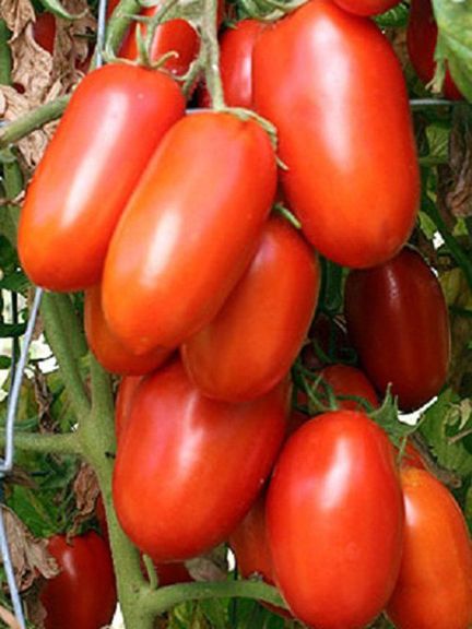 Italian Hybrid 12 Months Tomato Seeds - 40 pcs