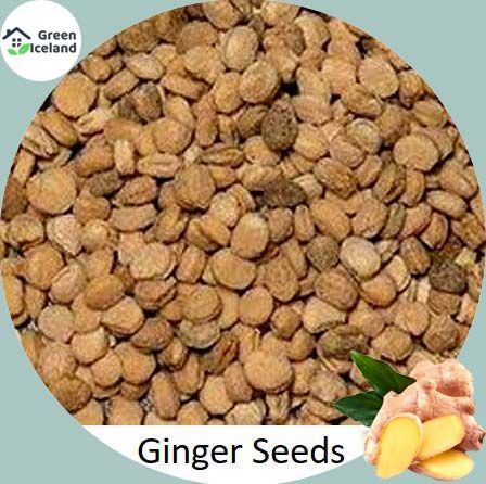 All Seoson Rare Ginger Seeds - 20 Pcs Seeds