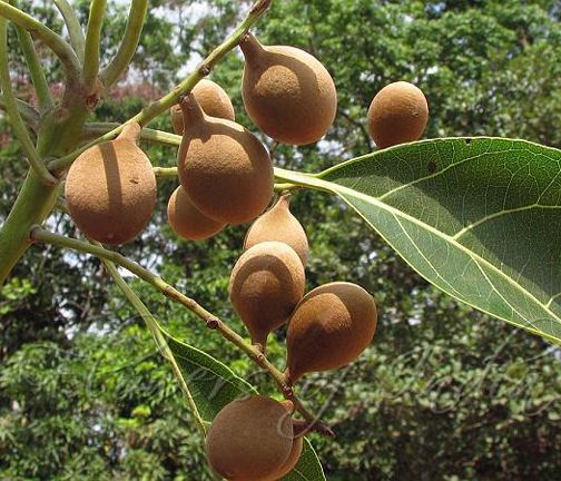 Deaf Tree Seeds -10 Pcs seeds