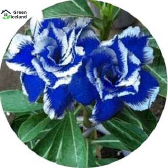 Global Roses Flower Seeds - 30 Pcs Seeds
