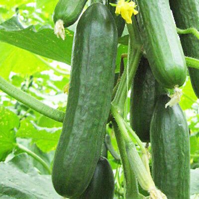Cucumber Hybrid - 20 seeds (খিরা হাইব্রিড - ২০ টি বীজ)