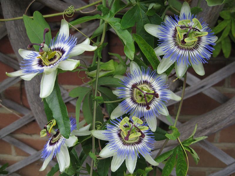 Passion Flower Seeds-10 Pcs Seeds (Imported Global Seeds )