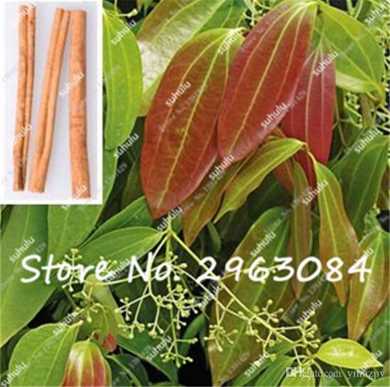 5 Pcs Japanese Cinnamon Seeds best  Home Garden Plant Very Easy Grow Indoor Bonsai Tree Seeds