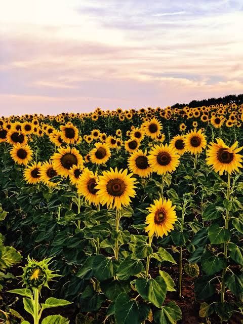 All Season- Sunflower  Bonsai Seeds-10 Pcs