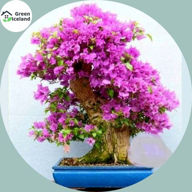 Rare Colour Purple Maple Bonsai Seeds - 15 Pcs Seeds (Global Seeds)