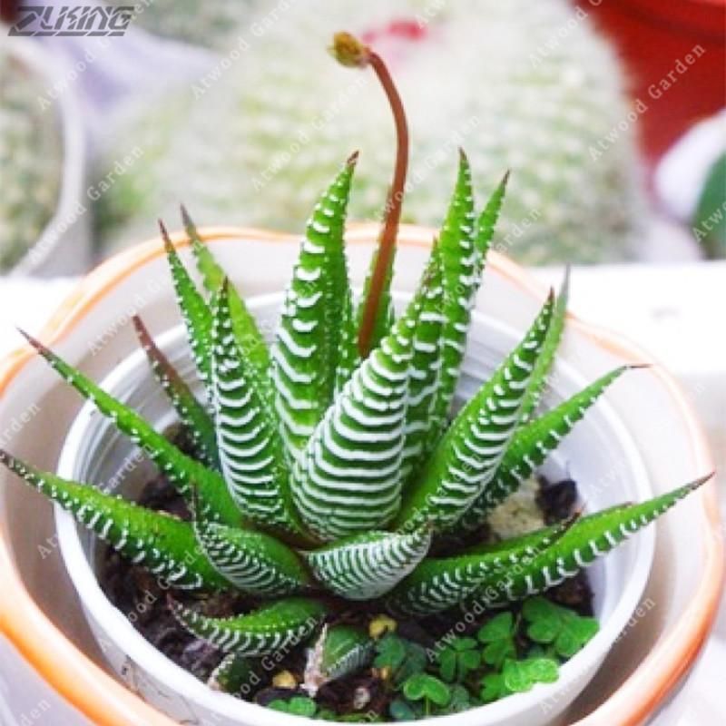 10 Pcs Haworthia Succulent Bonsai Tree Seeds (Global Seeds)