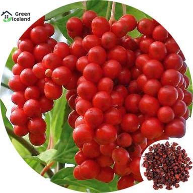 30 Pcs Global Schisandra Chinese Magnolia Fruit Tree Seeds
