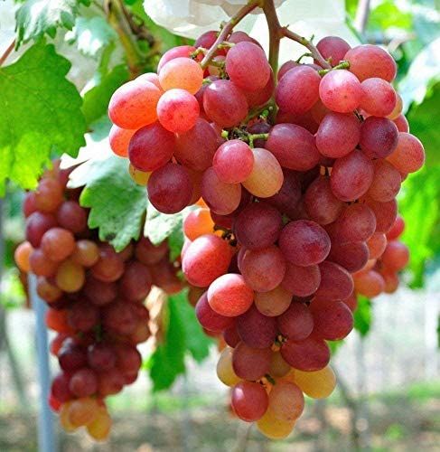 10 Pcs Miniature Sweet Grape Seeds - 15 Pcs Seeds (Imported Global Seeds)