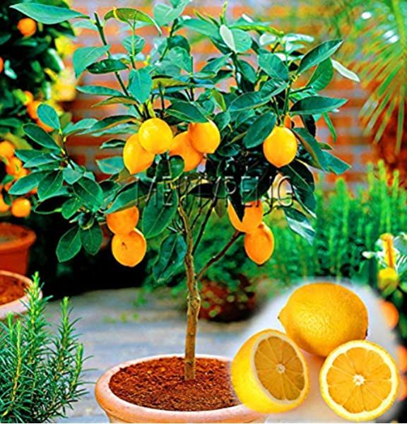 10 Pcs seeds Bonsai Drawf Lemon Organic Fruit Seeds for Home Garden