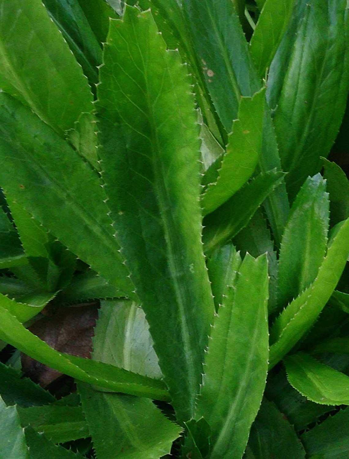 Garden & tob Bilati Coriander Seed - 50Pcs