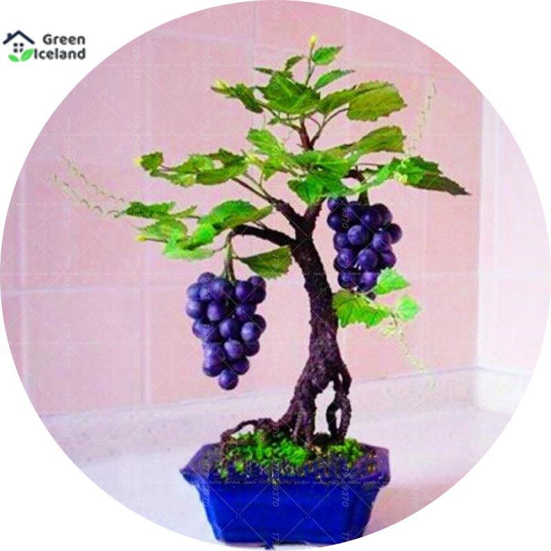 Miniature Grape Seeds(??????? ???) -20 Pcs Seeds