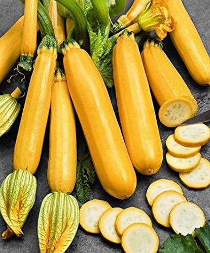 Global Organic Yellow Hybrid Squash Seeds - 5pcs seeds