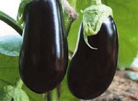 Eggplant Seeds -10 pieces (বেগুন-১০ টি বীজ) intact packet