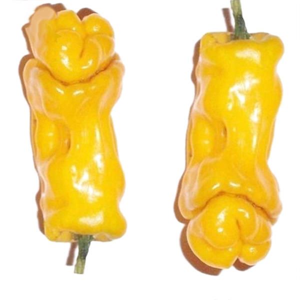30 Pcs(বীজ) Chili Seeds Red Green Yellow Peppers Funny Kitchen Seasoners Plants Seeds - Orange