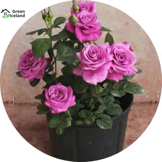 Global Roses Flower Seeds (????? ??? ???)- 30 Pcs Seeds