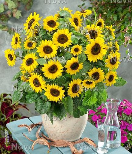 20Pcs/Pack Dwarf Sunflower Seeds